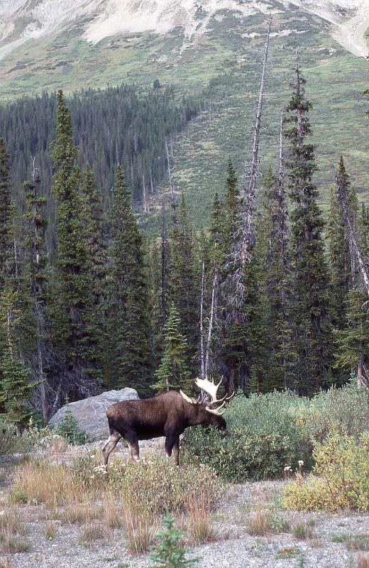 C Rockies 043 Sep-1981 Moose.jpg